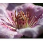 ...: clematis :...