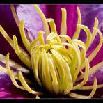 Clematis - Fleischfressend?