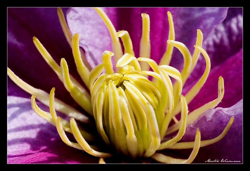 Clematis - Fleischfressend?