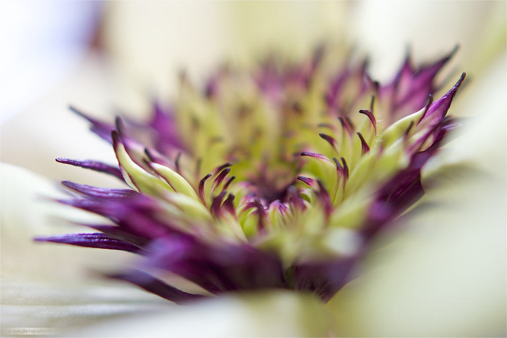 ... clematis florida ...