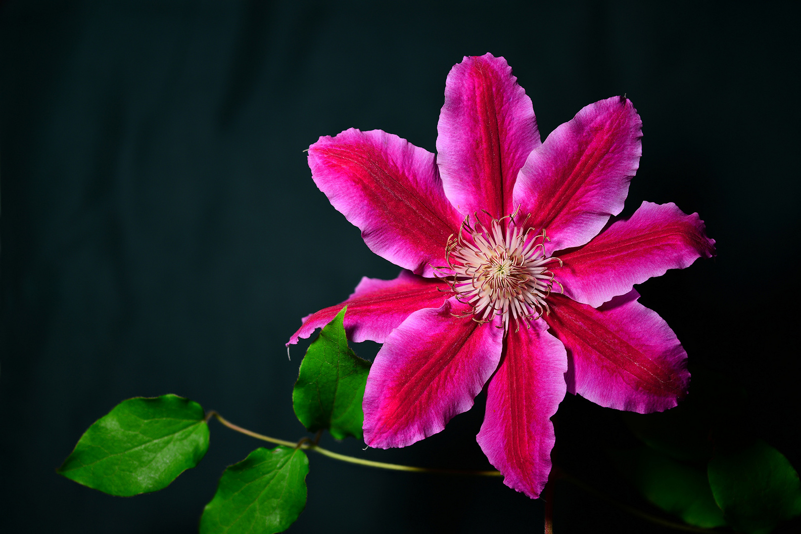 Clematis florida