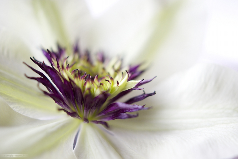 ... clematis florida bicolor ...