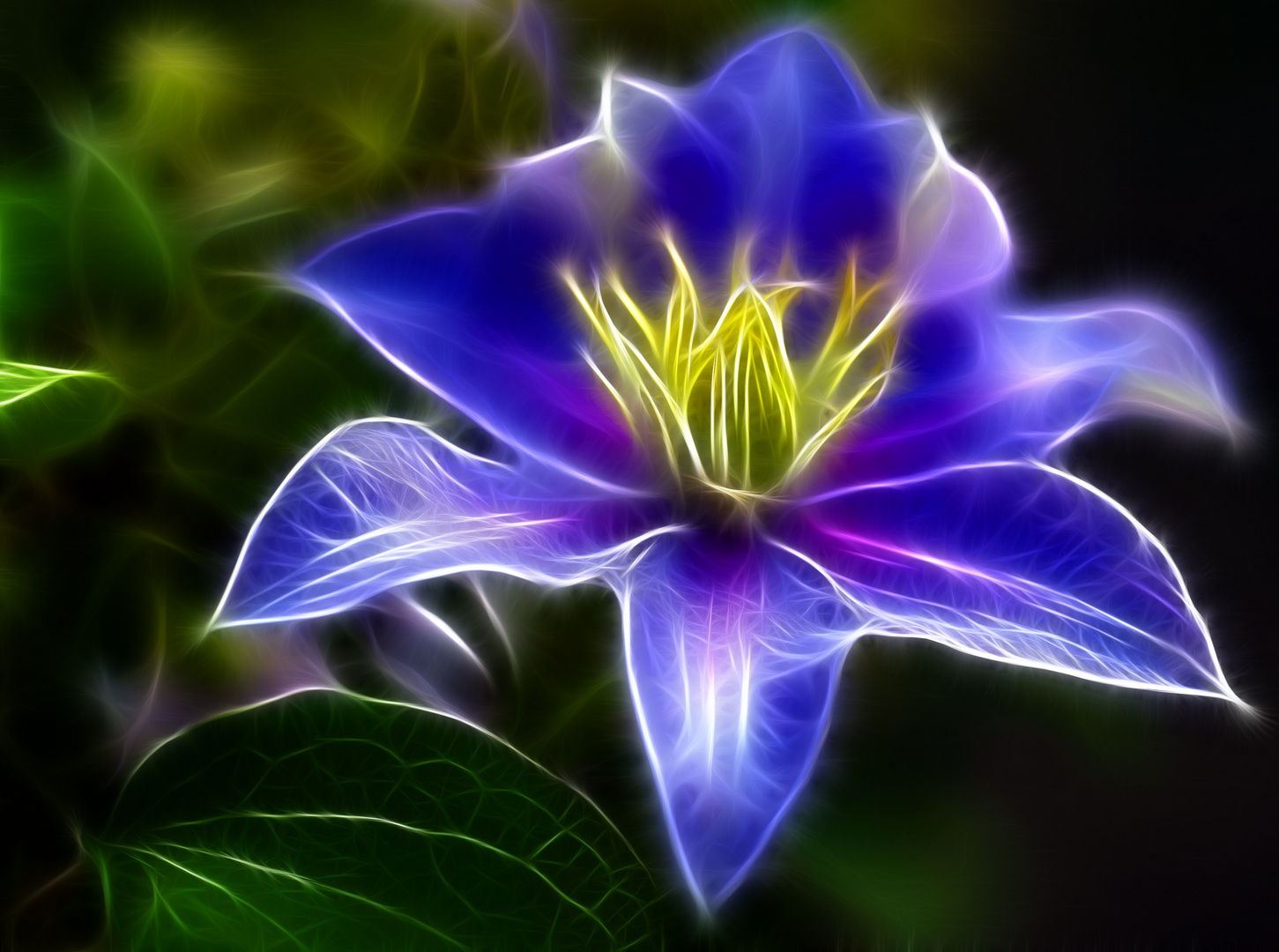 Clematis "Fractalius"