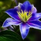 Clematis "Fractalius"