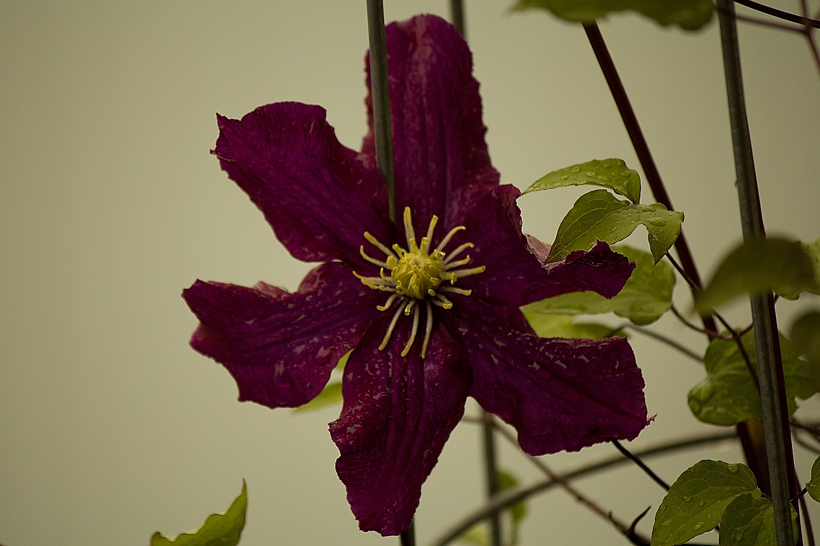 clematis frisch gewaschen