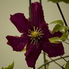 clematis frisch gewaschen