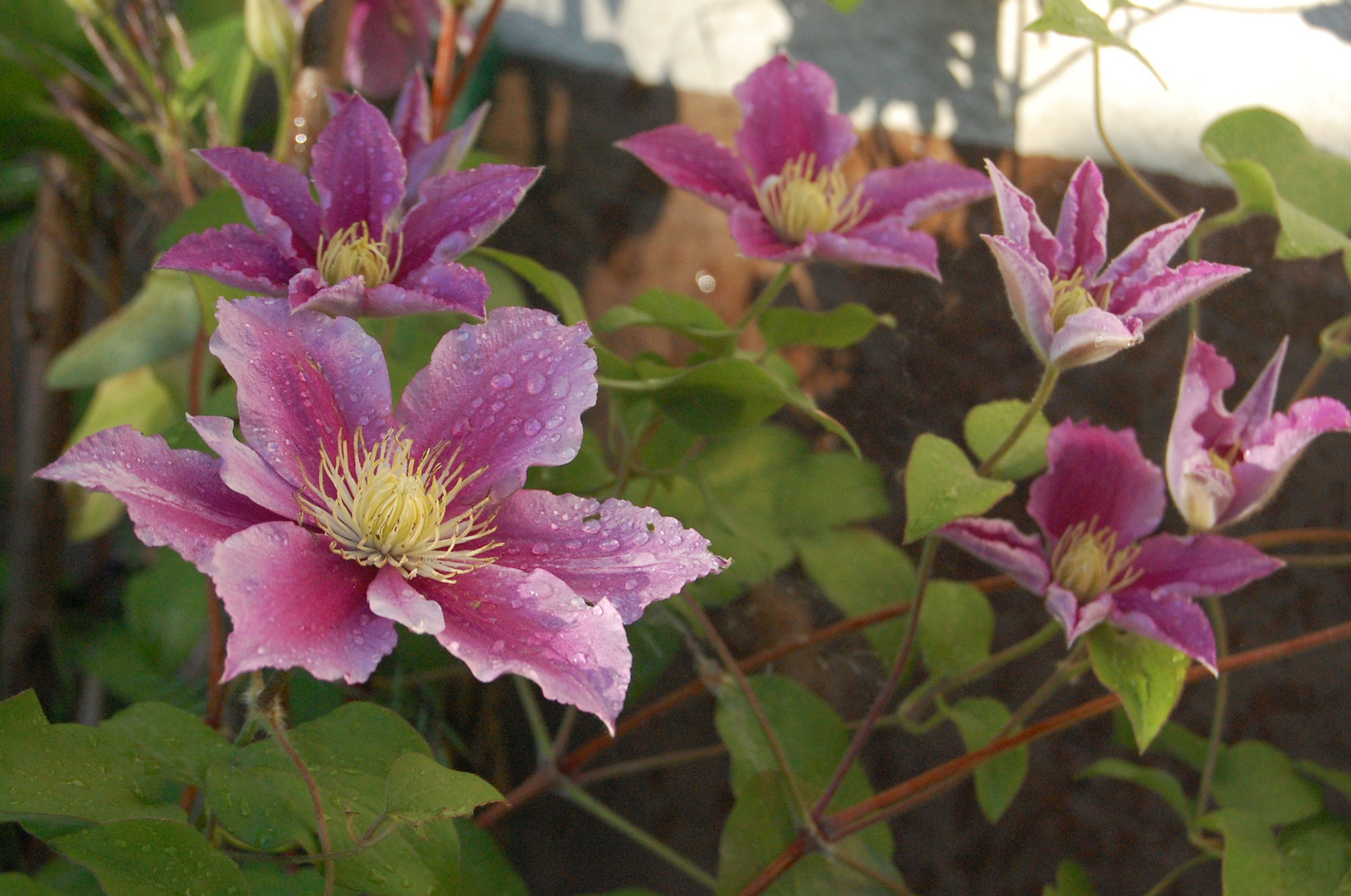 Clematis frisch und schön