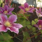 Clematis frisch und schön