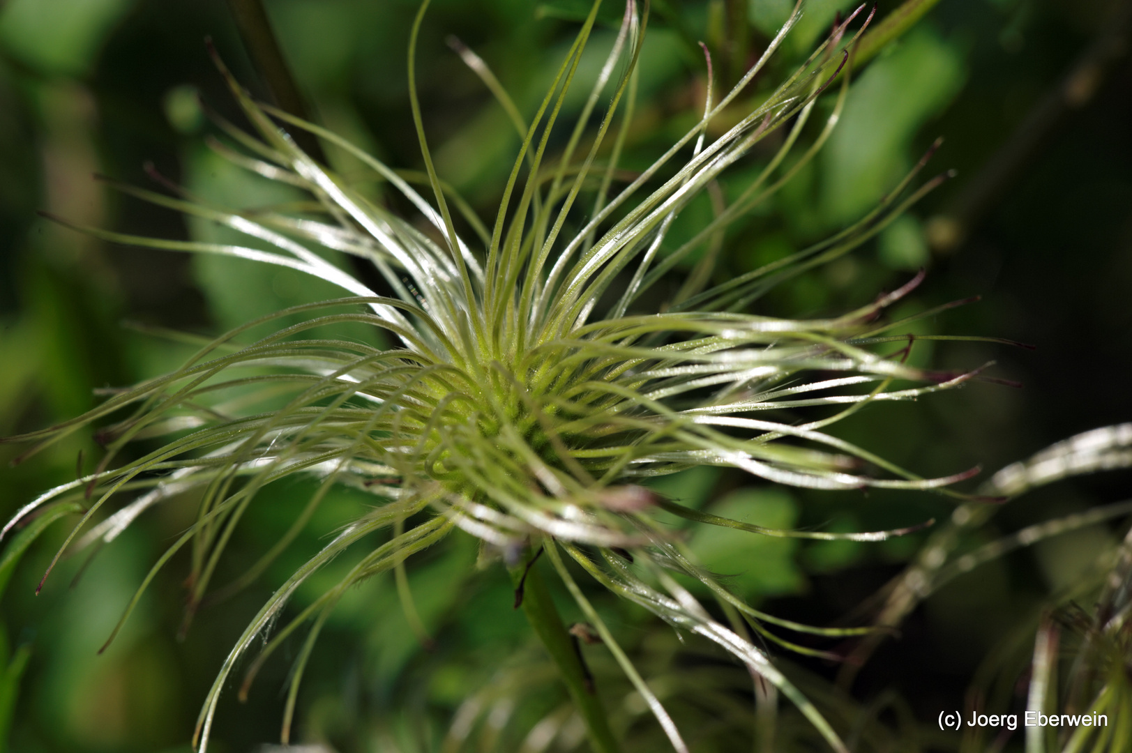 Clematis Frucht