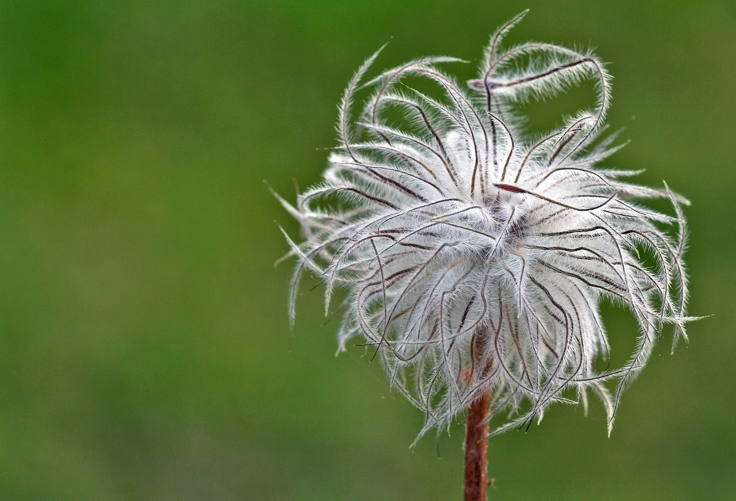 Clematis Fruchtstand