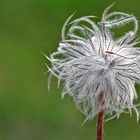 Clematis Fruchtstand