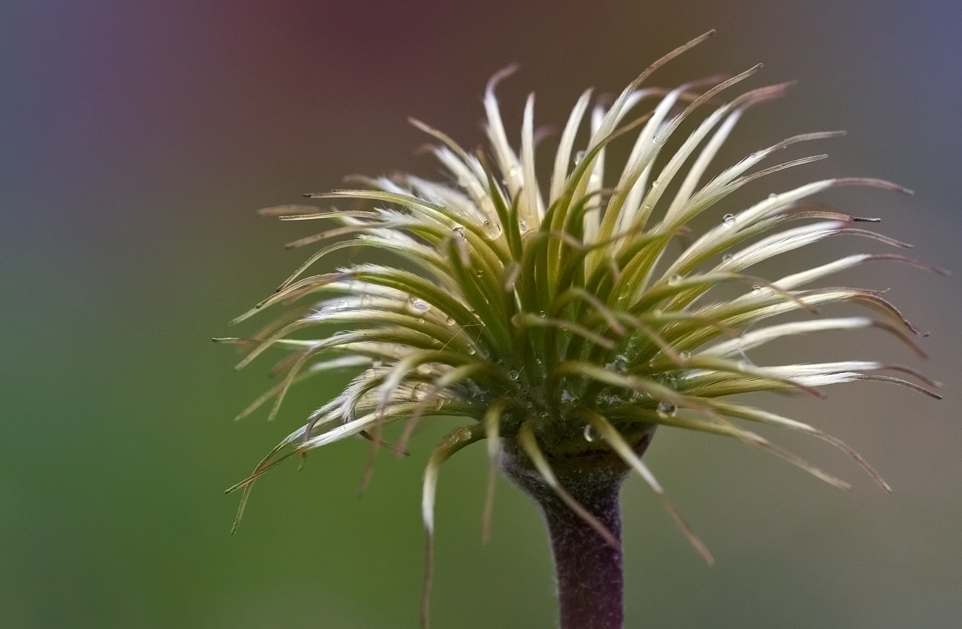 Clematis Fruchtstand