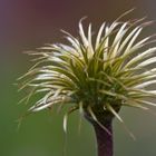 Clematis Fruchtstand