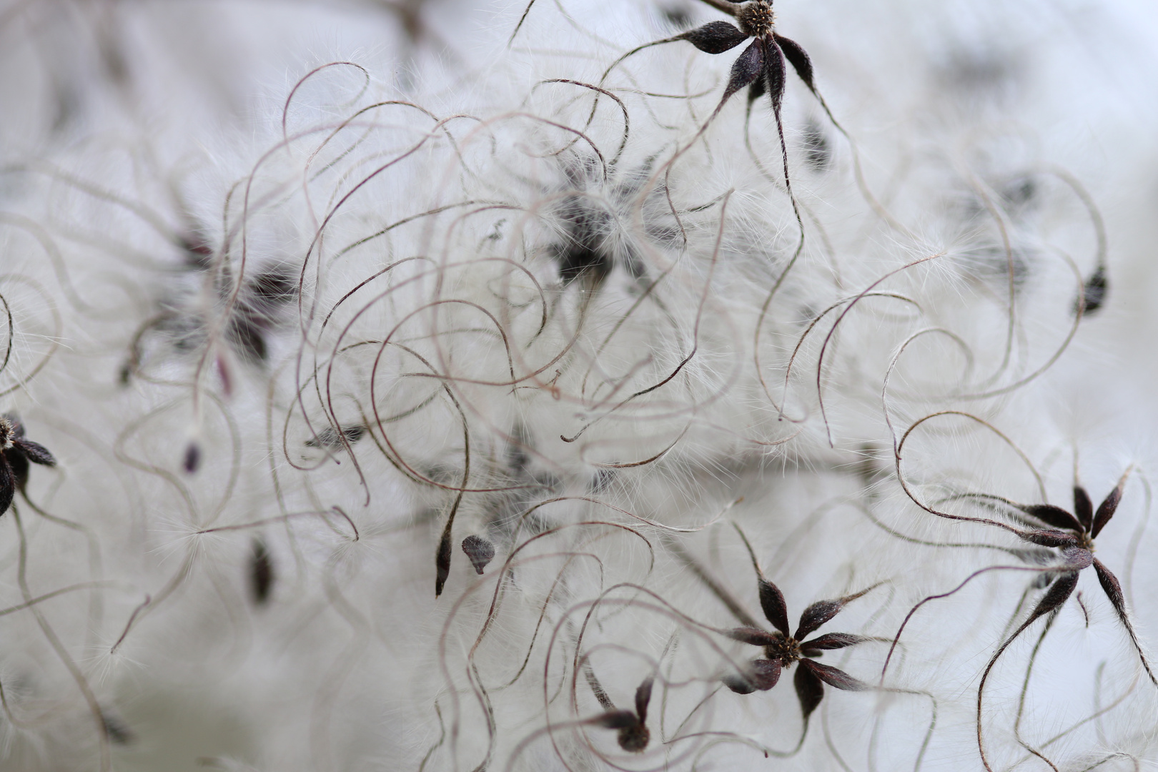 Clematis Fruchtstand