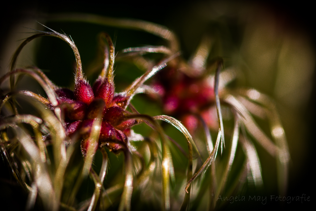 Clematis Fruchtstand