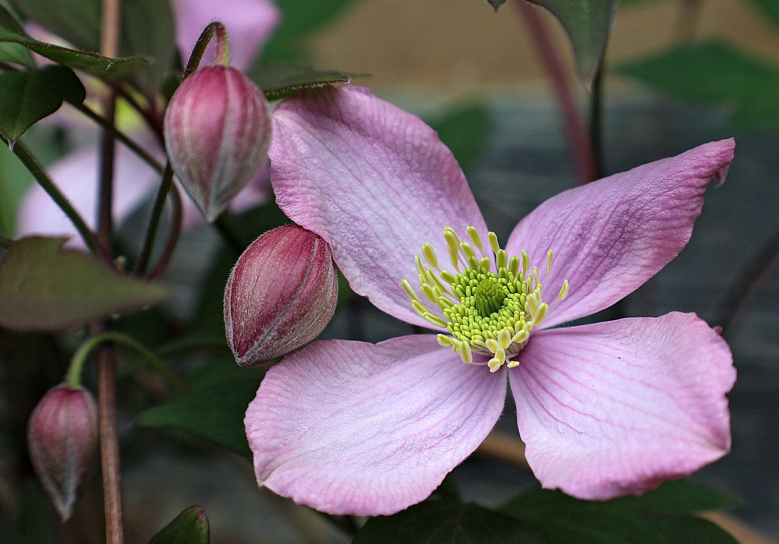 Clematis - Frühblüher