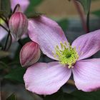 Clematis - Frühblüher