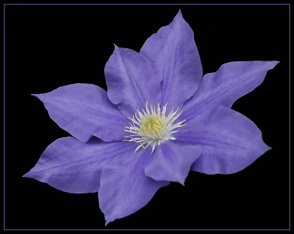 Clematis für euch