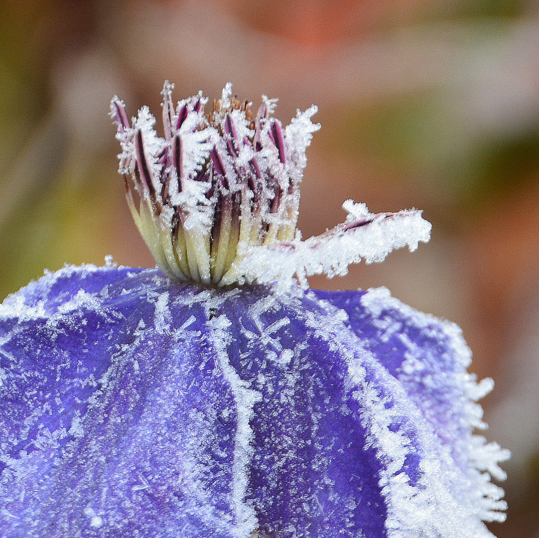 clematis ganz kalt