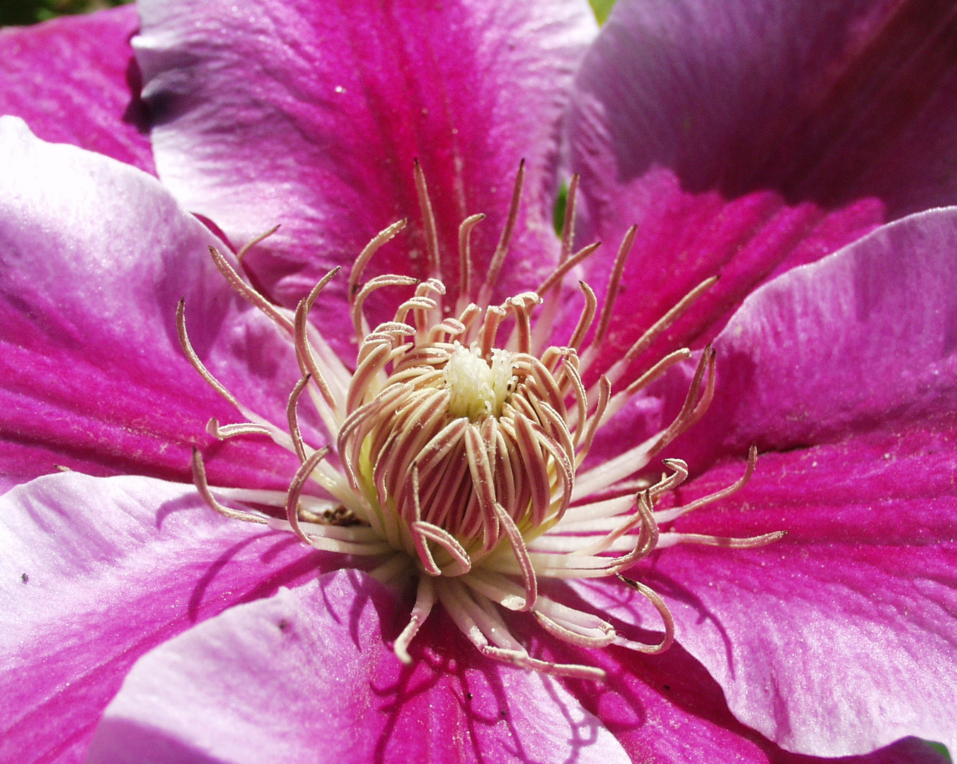 clematis ganz nah