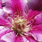 clematis ganz nah