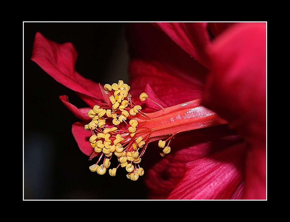 Clematis ganz nah...