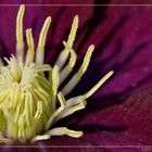 Clematis ganz nah