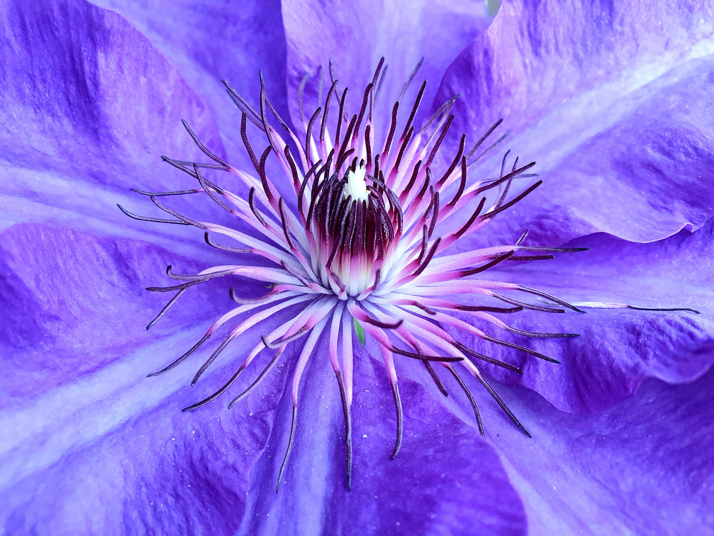 Clematis ganz nah