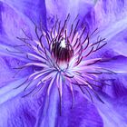 Clematis ganz nah