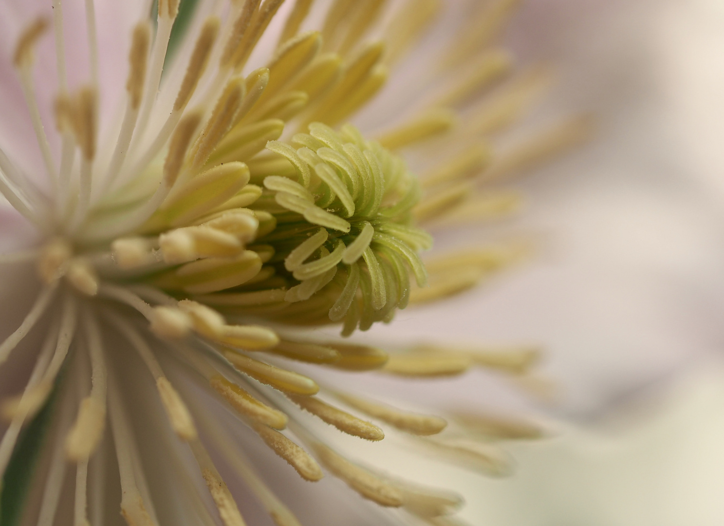 Clematis ganz nah...