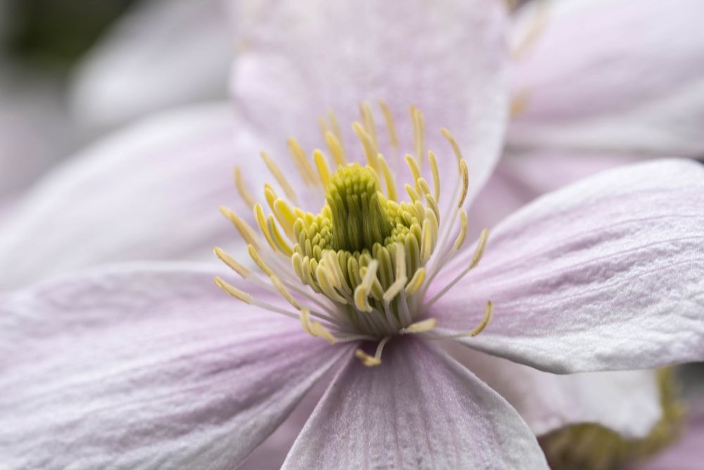 Clematis ganz nah