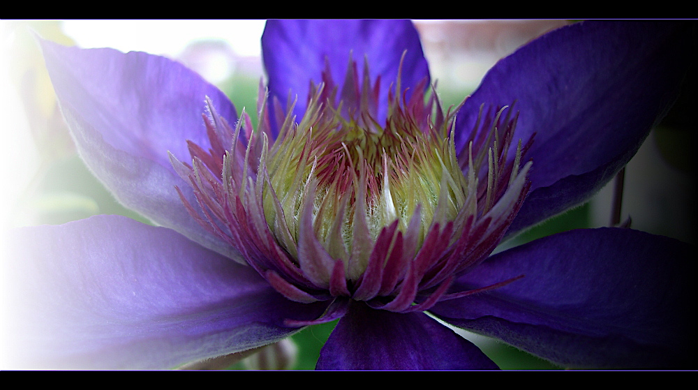 Clematis gefüllt