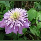 Clematis gefüllt