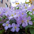 Clematis Gruppenfoto