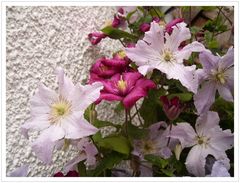 Clematis-Gruß zum Wochenende. Ein schönes regenfreies Wochenende.....