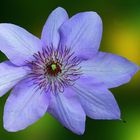 Clematis hellblau   VI