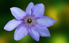 Clematis hellblau   VI