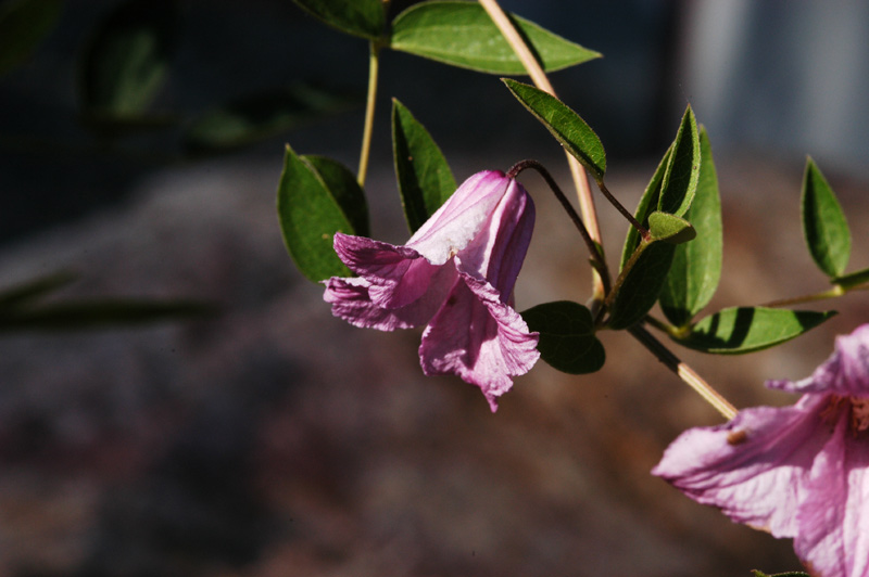 Clematis - hier als Staude