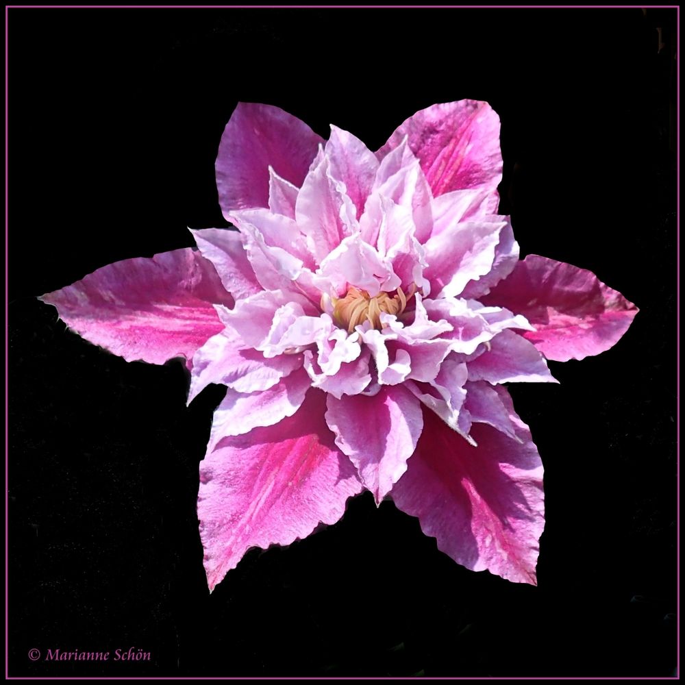 Clematis - Hybride