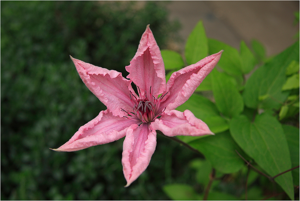 Clematis-Hybride