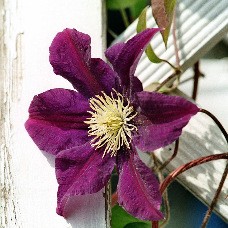 Clematis-Hybride