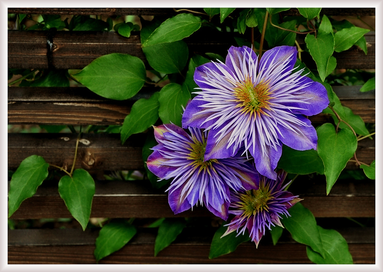 Clematis-Hybride "Dr. Ruppel"