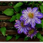 Clematis-Hybride "Dr. Ruppel"