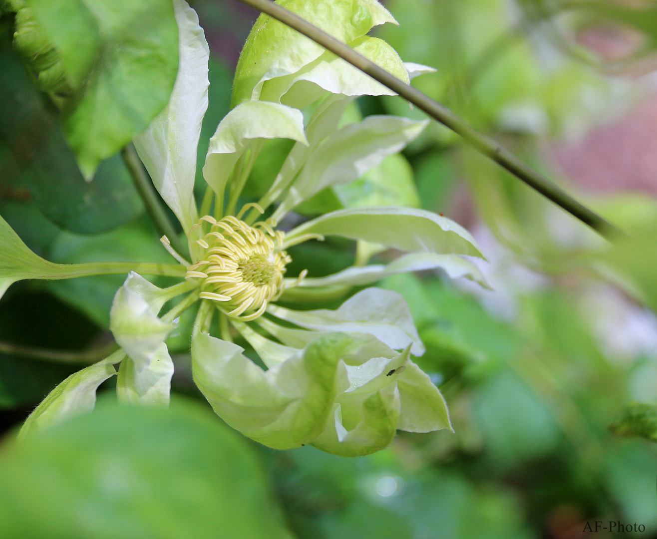 Clematis Hybride "Yukiokoshi"