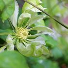 Clematis Hybride "Yukiokoshi"