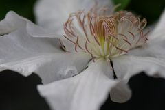 Clematis Hyde Hall II