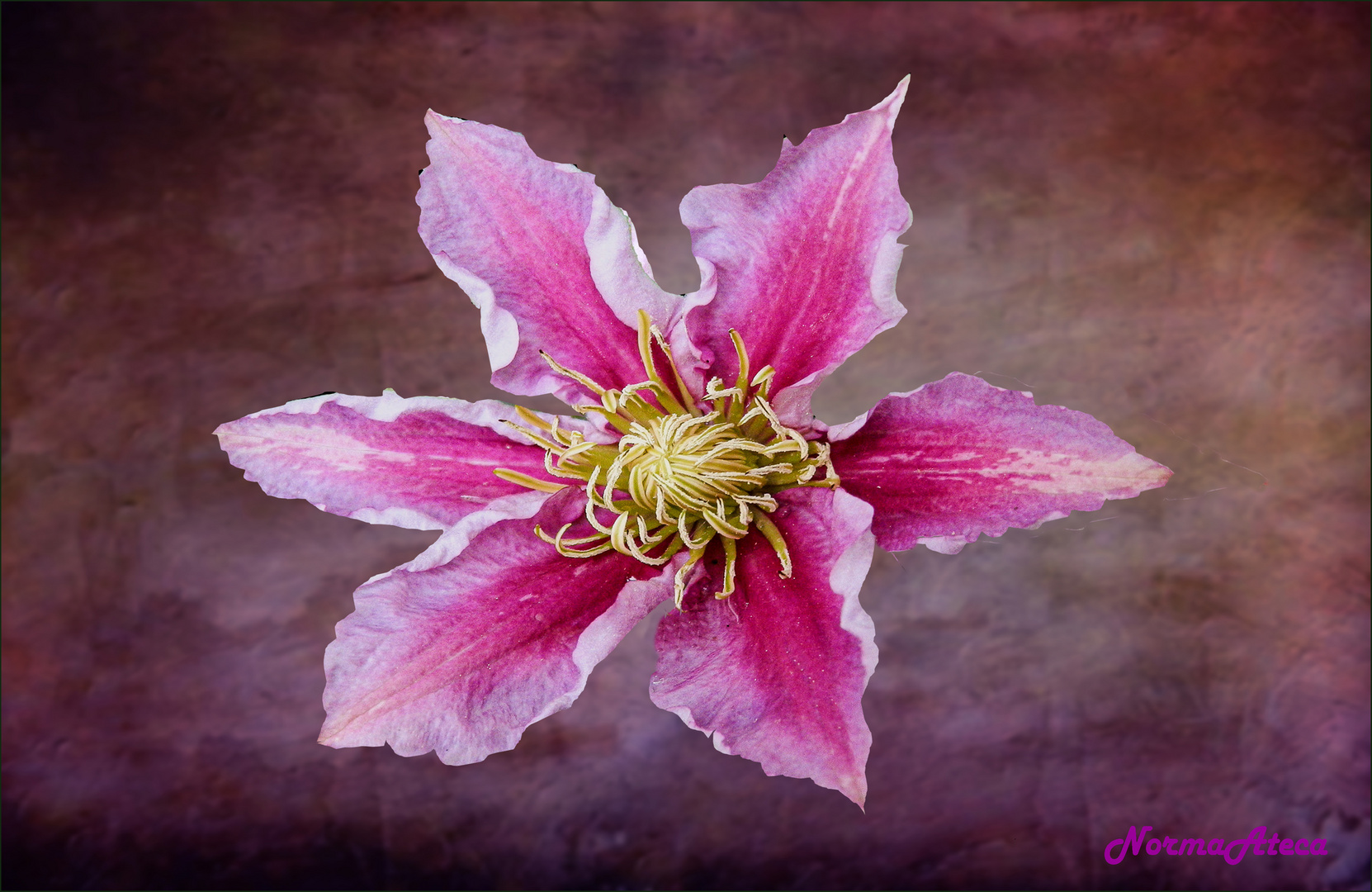 Clematis I 