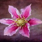 Clematis I 