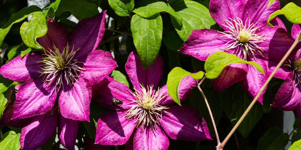 Clematis I