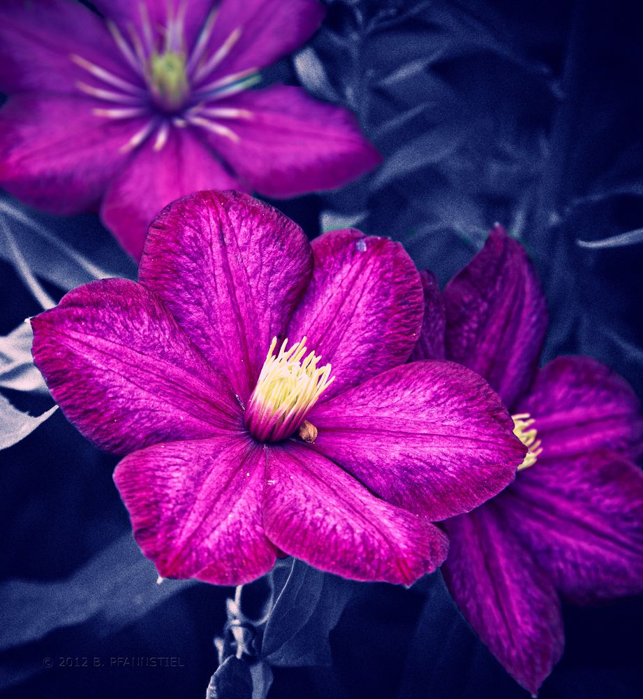 Clematis I